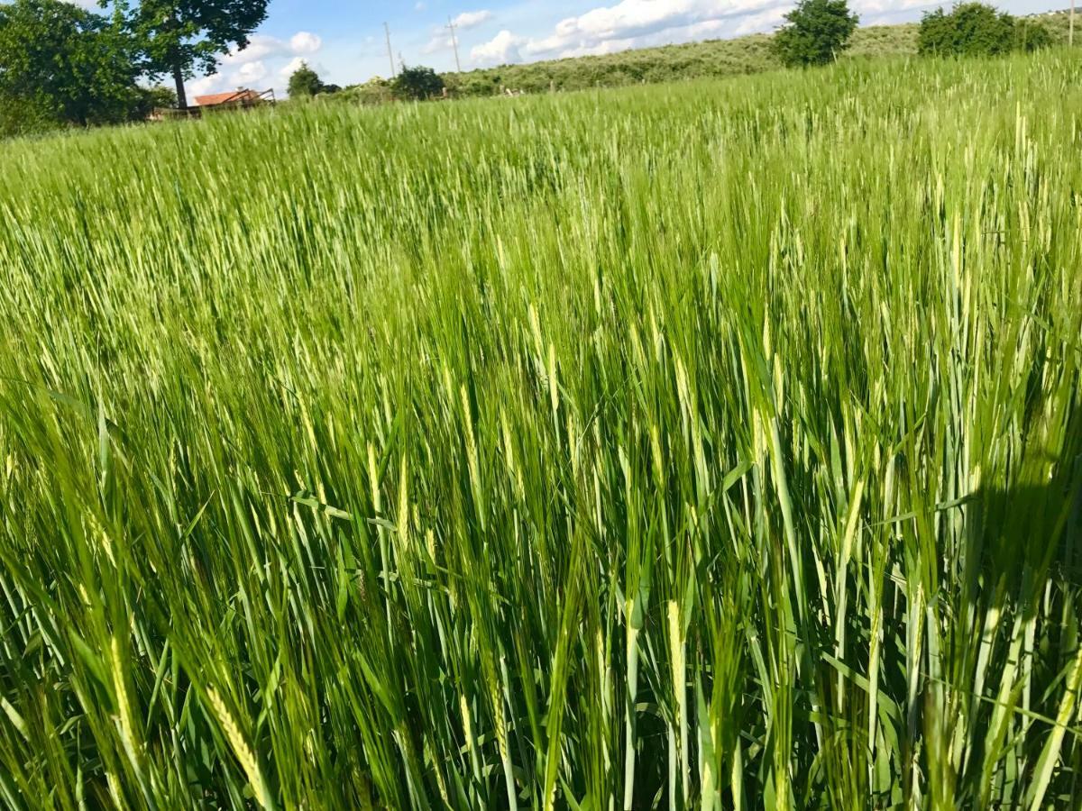 Agroturystyka Nad Jeziorem Silickim Ilinscy Silice エクステリア 写真